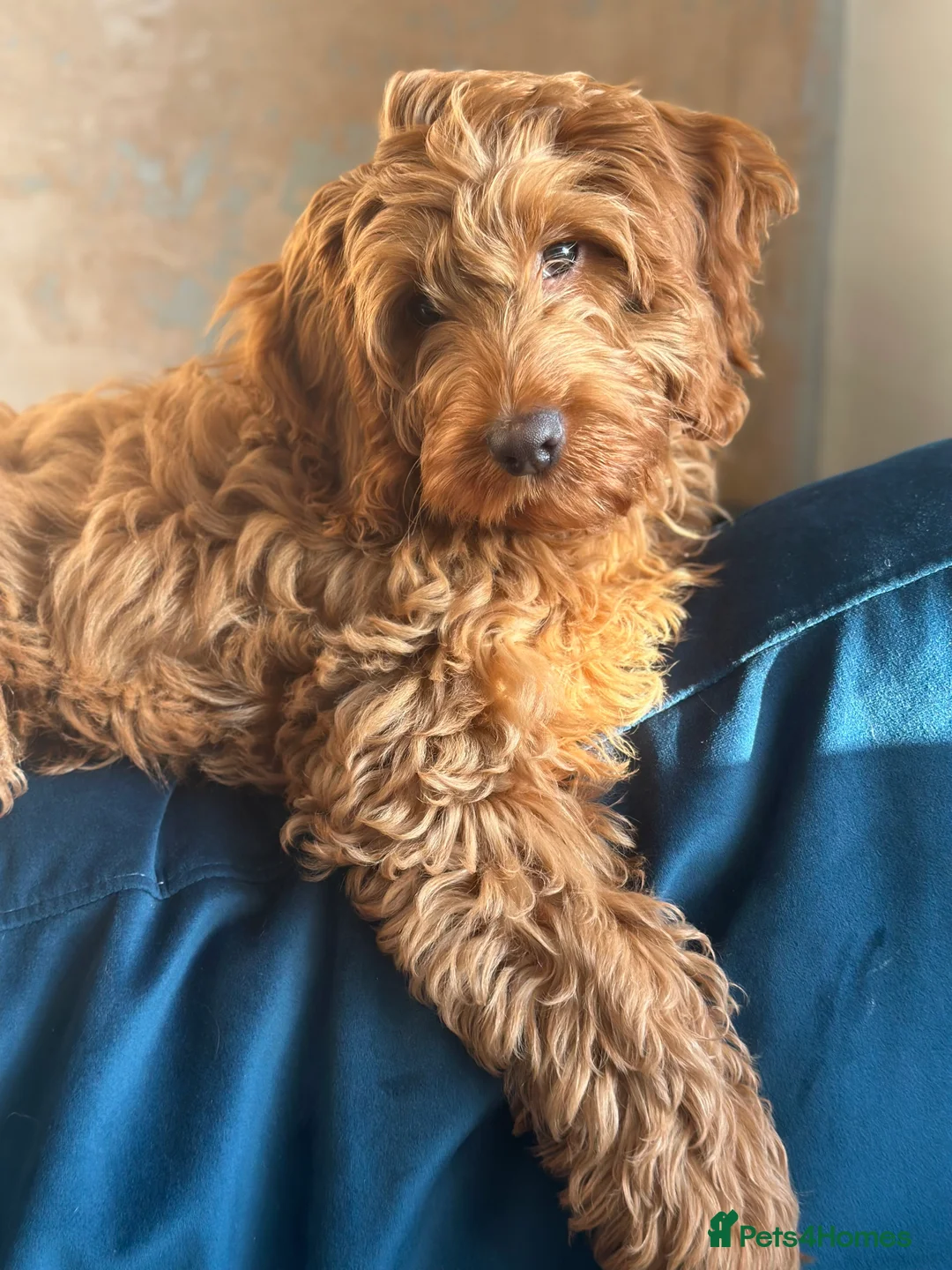 Cockapoo dogs for sale: Benji boy  ♥️ 18 week old male cockapoo - Advert 2