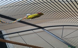 Parakeets birds for sale: Baby Kakariki for sale - Image 5