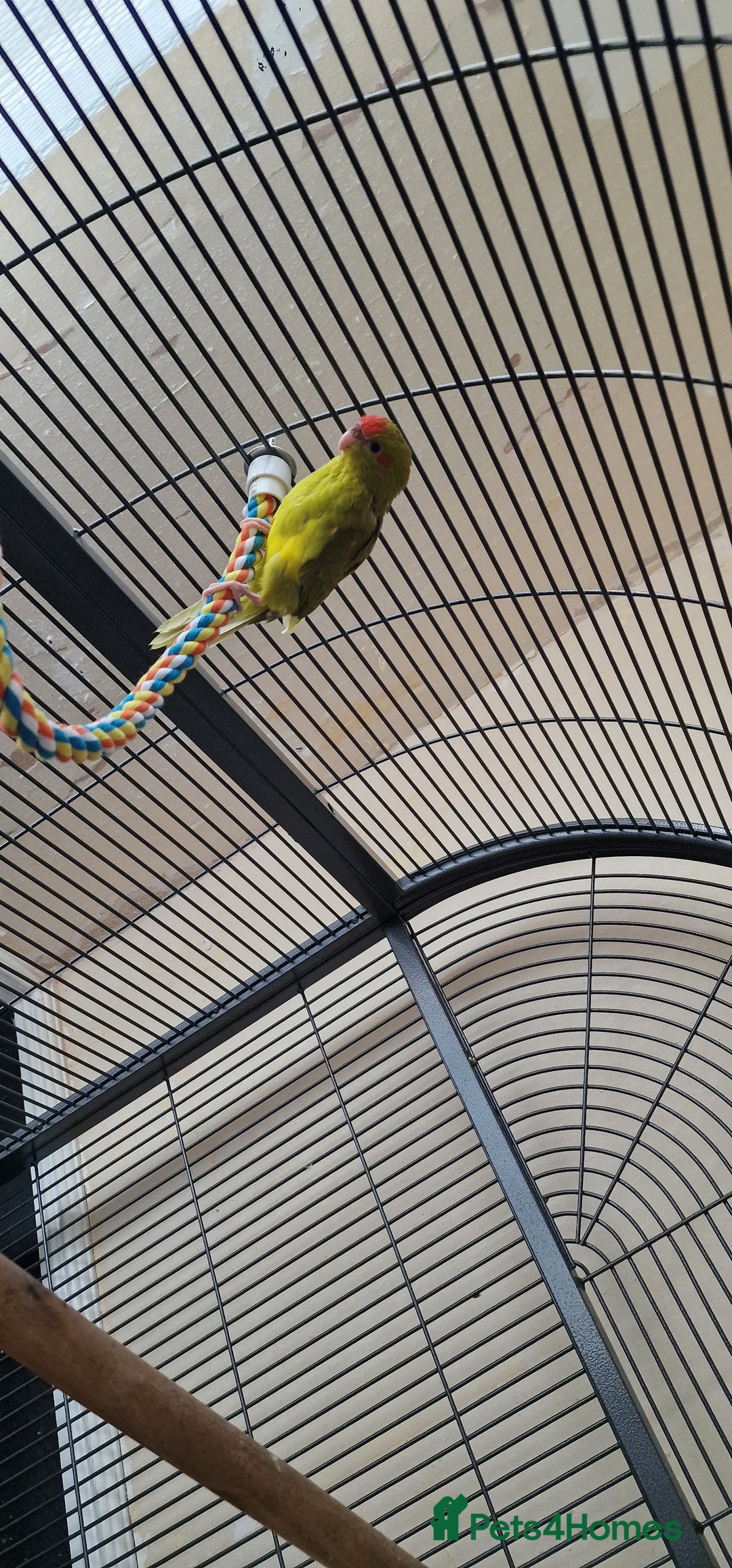 Parakeets birds for sale: Baby Kakariki for sale - Image 5
