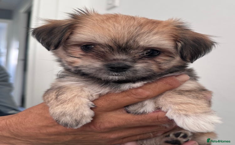 Mixed Breed dogs - Advert 10