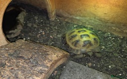 Tortoise reptiles for sale: 2 x horsefield tortoises - Image 3