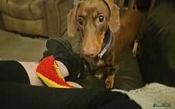 Miniature Dachshund dogs for sale: Smooth haired mini daschund chocolate and tan - Image 1