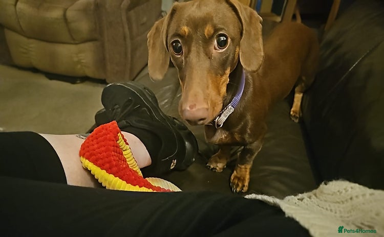 Miniature Dachshund dogs - Advert 1