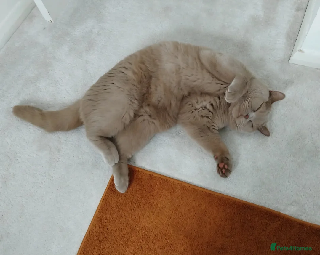 British Shorthair cats for sale: British Shorthair (TICA Registered) – 5 Years Old - Advert 4