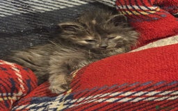 Nebelung cats for sale: Fluffy Nebelung mixed kittens for sale, last one - Advert 9