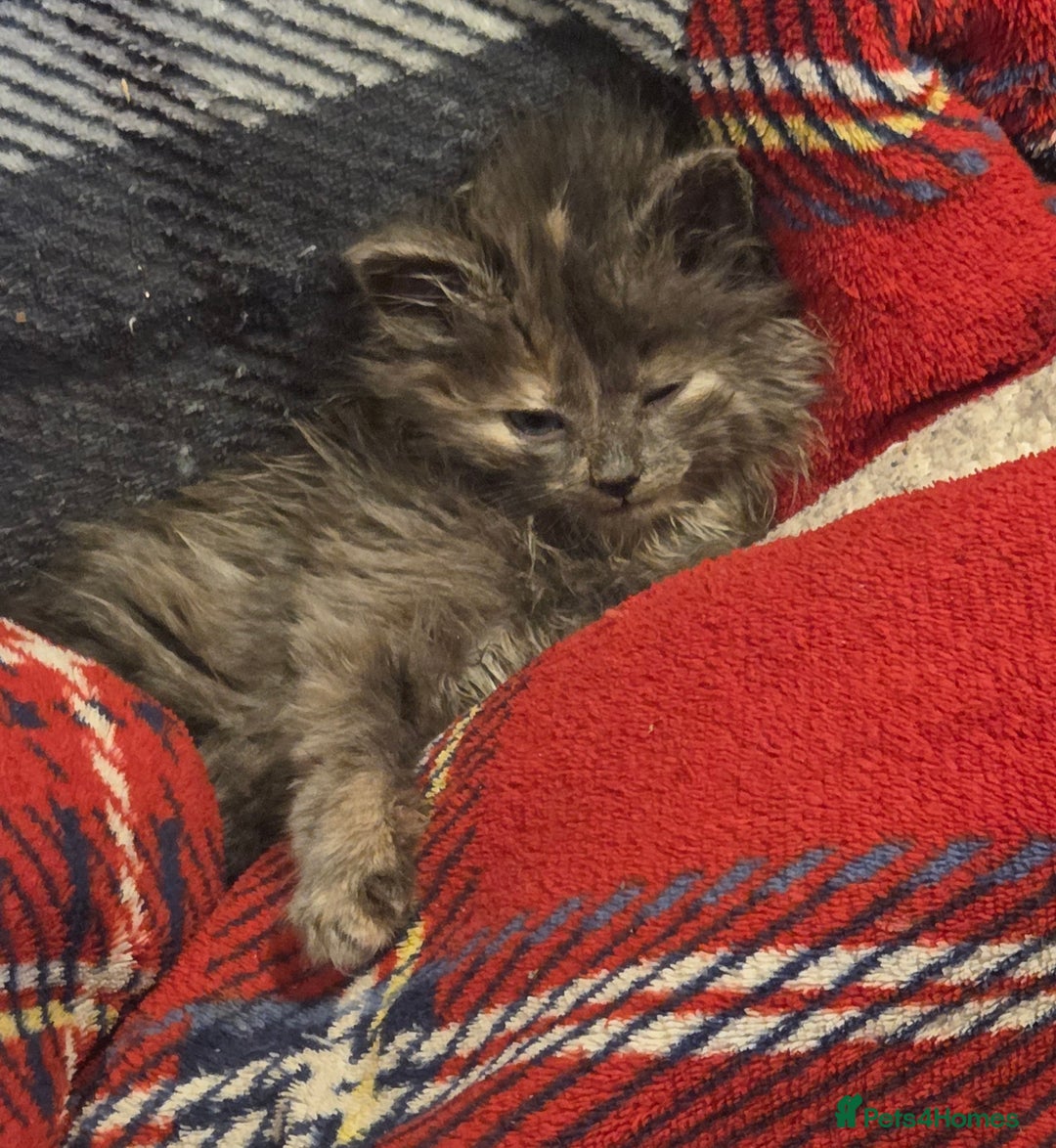 Nebelung cats for sale: Fluffy Nebelung mixed kittens for sale, last one - Advert 9