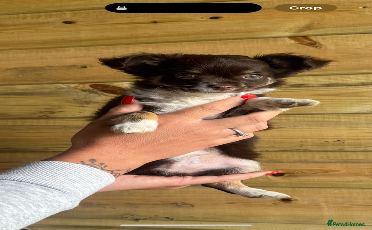 Chihuahua dogs - Advert 13