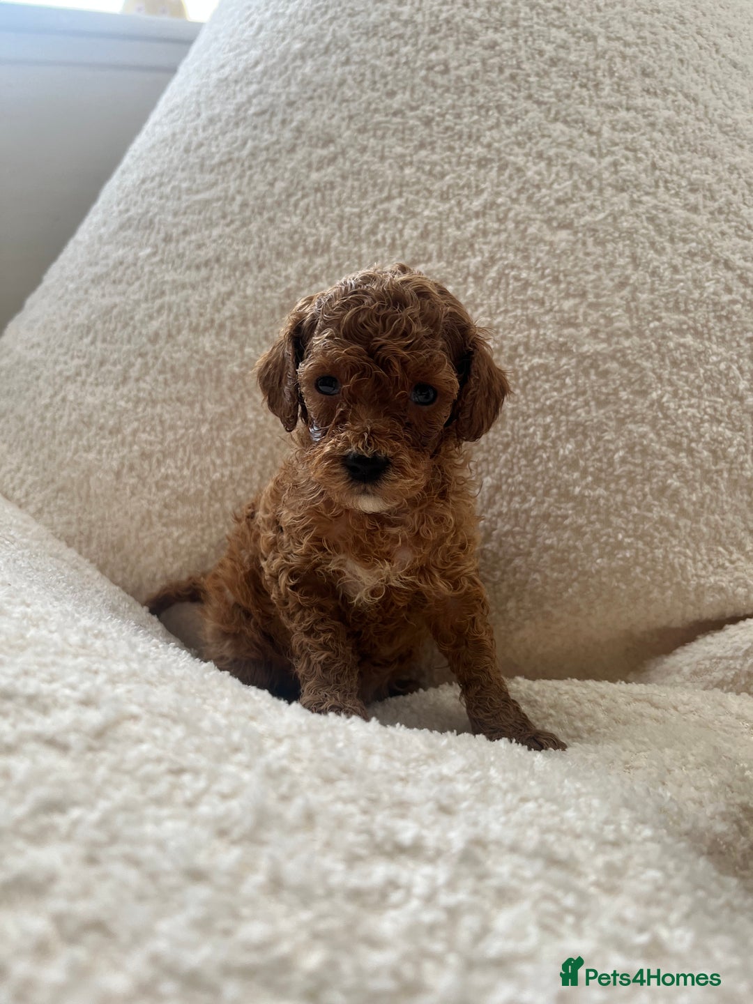 Toy Poodle dogs for sale: Absolutely stunning Toy poodles 🐾 - Advert 4