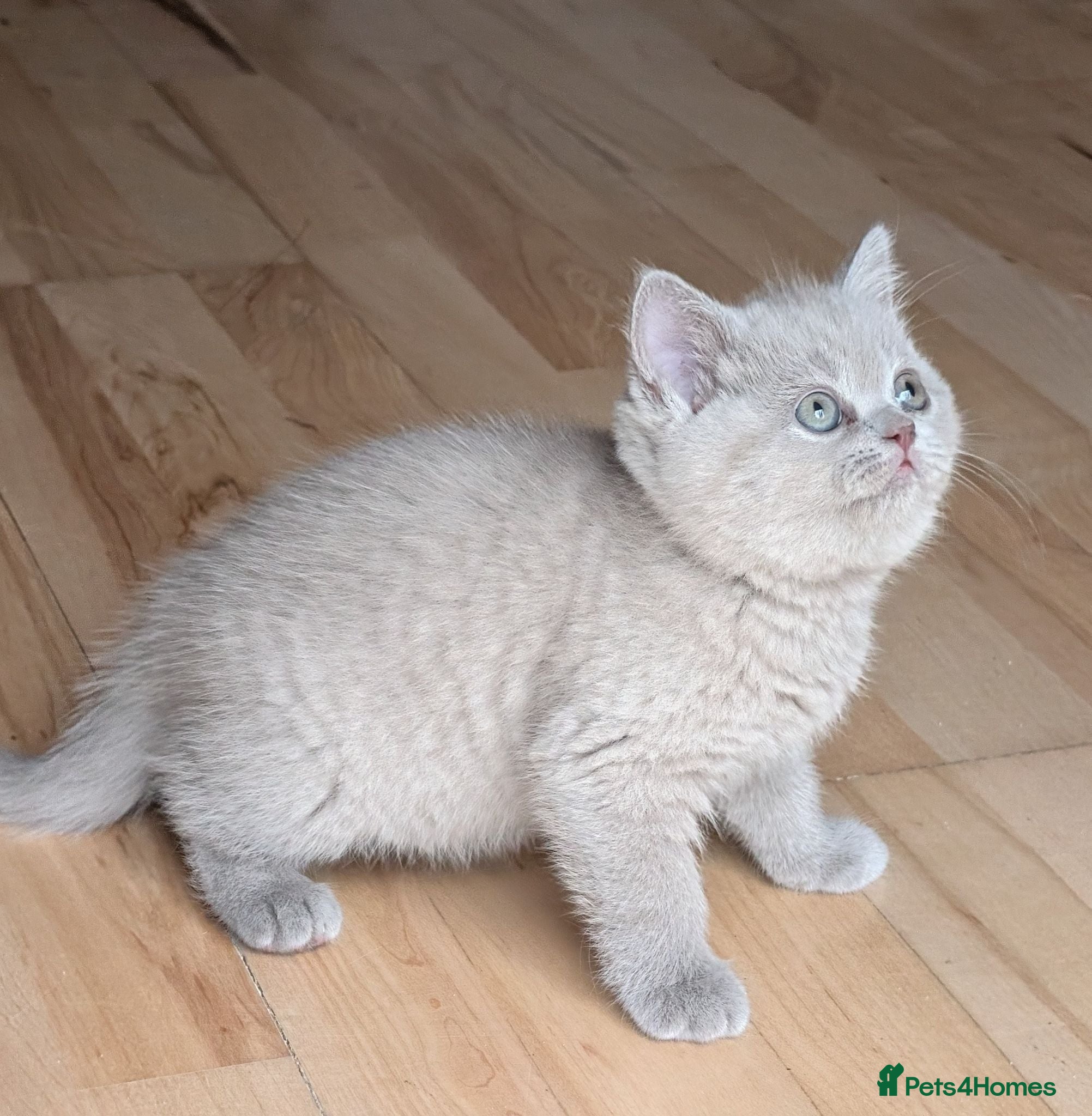 Selkirk Rex cats 😻 Beautiful Selkirk Rex Kittens 😻 - Advert 1