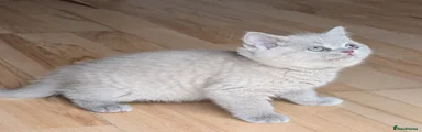 Selkirk Rex 1