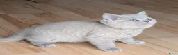 Selkirk Rex cats for sale: 😻 Beautiful Selkirk Rex Kittens 😻 - Advert 1