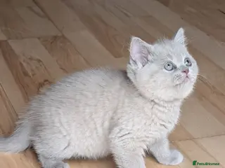 Selkirk Rex cats 😻 Beautiful Selkirk Rex Kittens 😻 - Advert 8