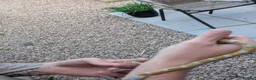 Corn Snake reptiles for sale: Corn snake in Gloucester - Advert 5