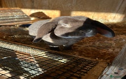 Mini Lop rabbits for sale: Chocolate otter mini plush lop buck - Image 2