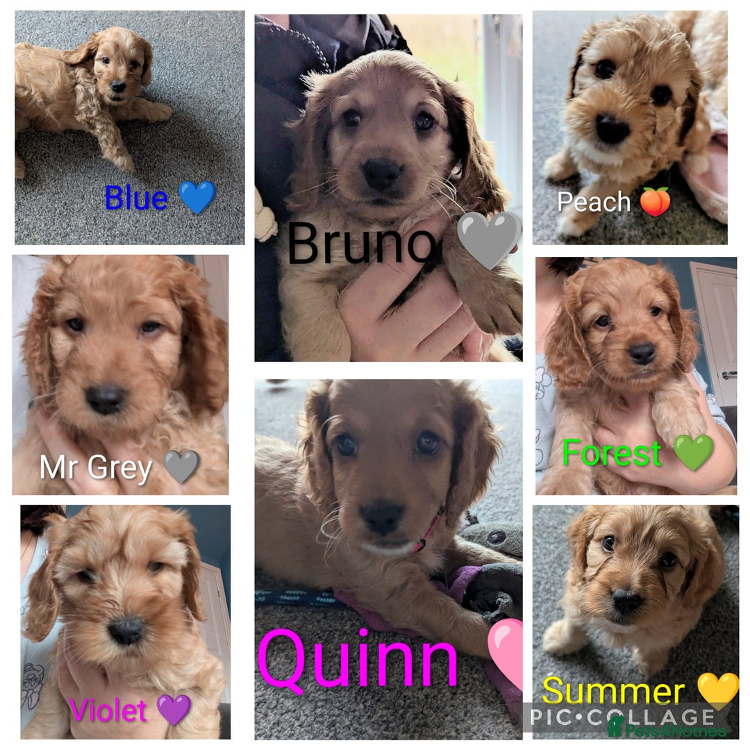Cockapoo dogs for sale: 🐶 8 Gorgeous F2 Cockapoo Puppies – Ready Soon! 🏡 - Advert 1