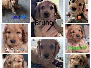 Cockapoo dogs - Advert 28