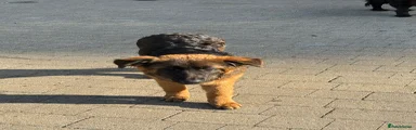 German Shepherd 6