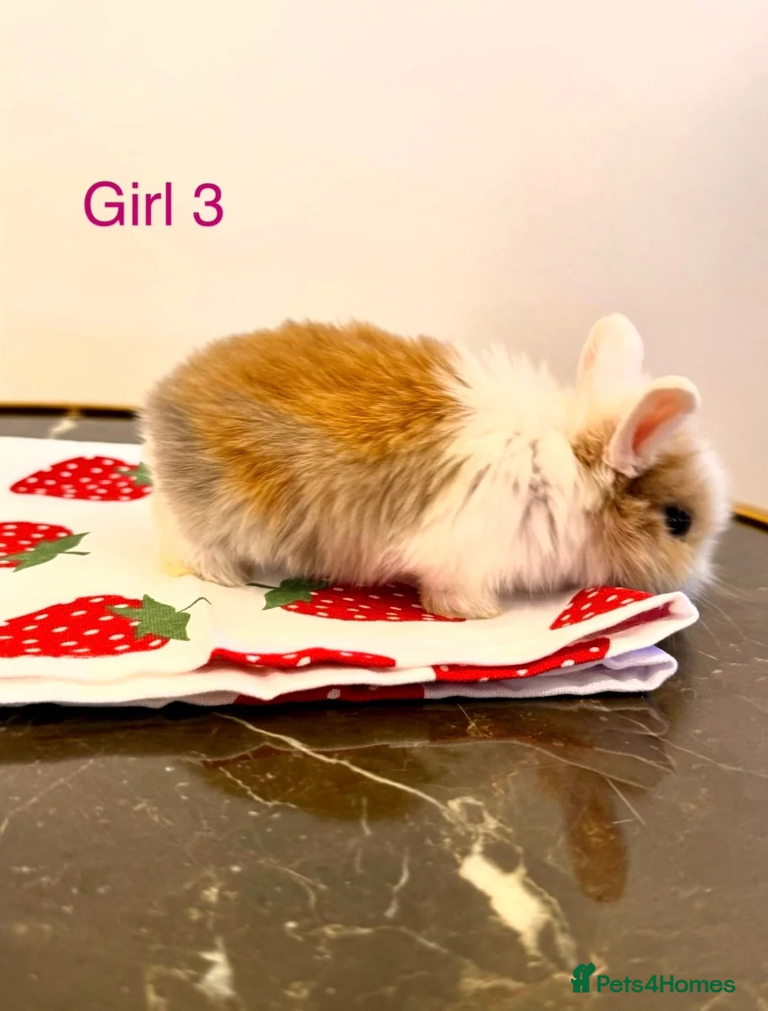 Mini Lion Lop rabbits for sale: Ready to leave 02/09/2026 - Advert 14