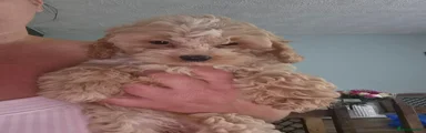 Cockapoo 5