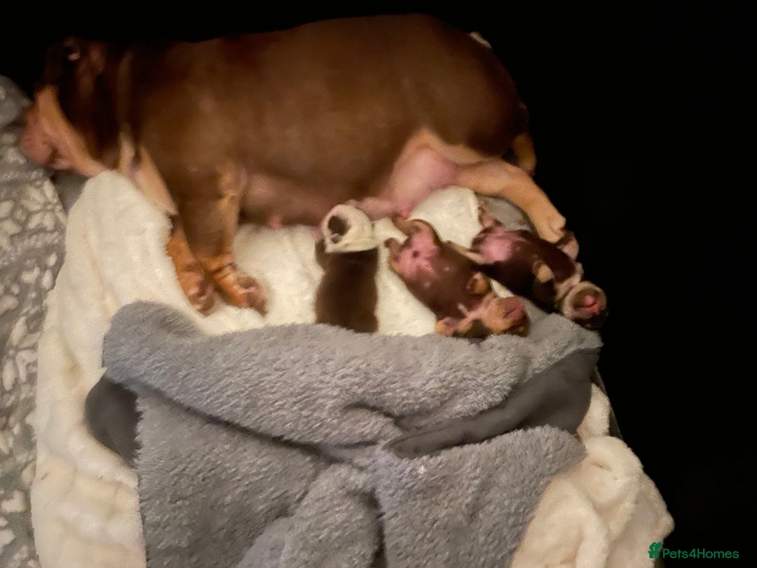 English Bulldog dogs for sale: TOP CLASS  English Bull Dog puppies  - Advert 8