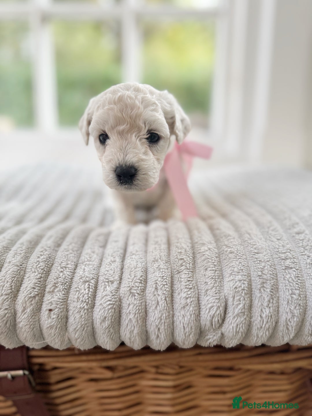 Cavapoochon dogs for sale: Cavapoochon puppies  - Image 23