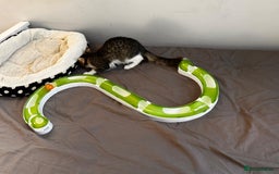 Mixed Breed cats for adoption: 🌸 From Survivors to Soulmates – Adopt Alba & Bogo - Image 6