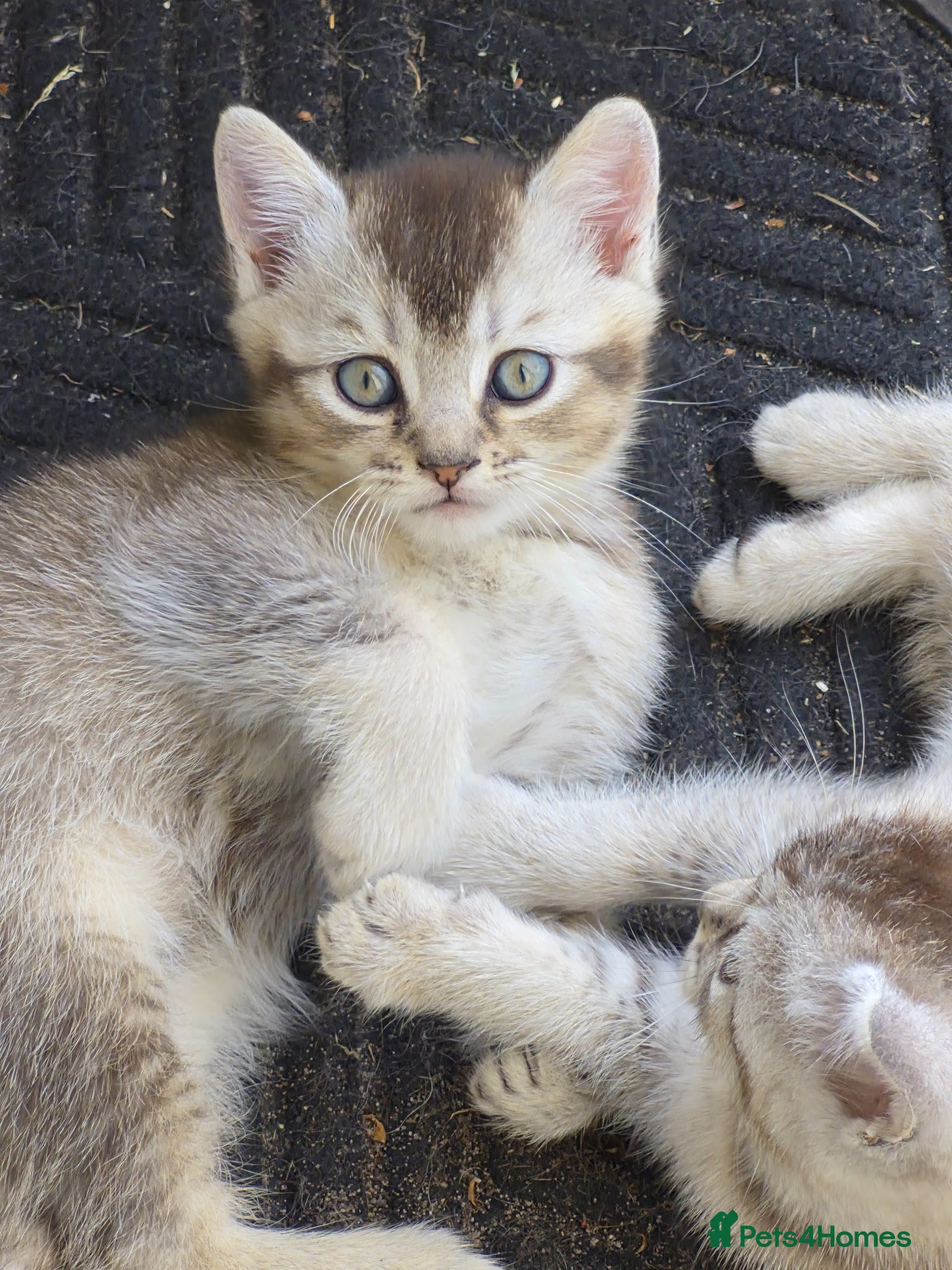 British Shorthair cats beautiful home bred British shorthair. - Advert 13