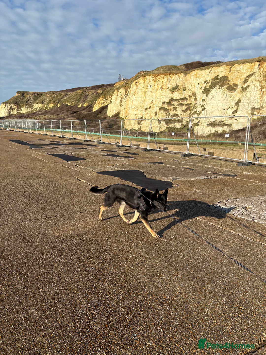 German Shepherd dogs for sale: Female German Shepard - Advert 3