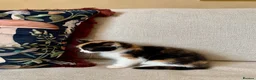 Mixed Breed cats for sale: Kittens Seeking Forever Homes! - Advert 6
