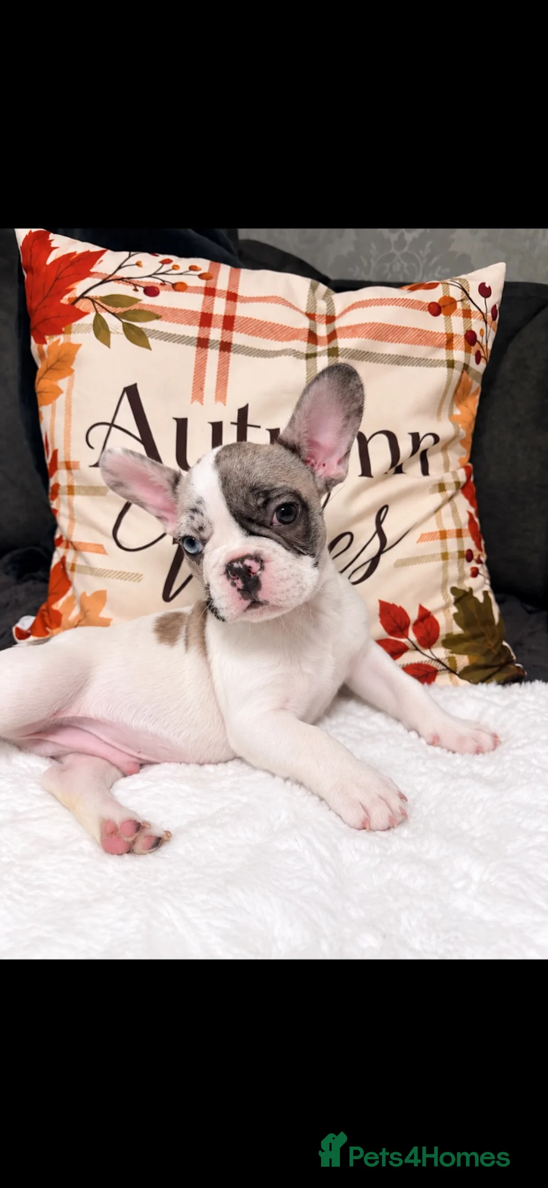French Bulldog dogs for sale: 🐾  BEAUTIFUL FRENCH BULLDOG BOYS AVAILABLE 🐾 - Advert 1