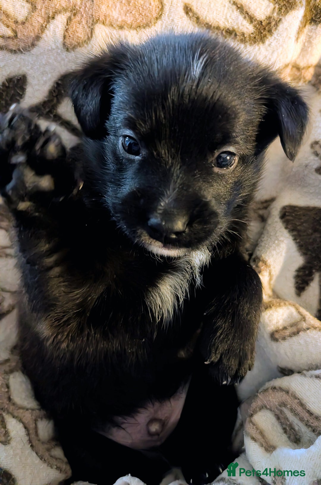 Pomapoo dogs for sale: Pomanauzepoo - Advert 9