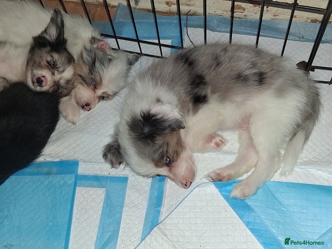 Mixed Breed dogs for sale: Papillon x collie - Image 5
