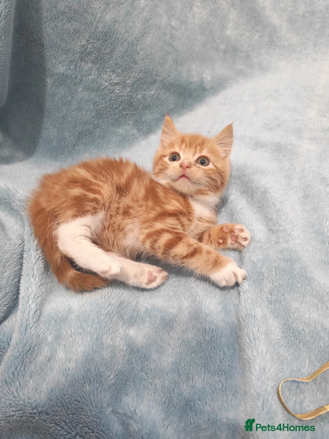 Mixed Breed cats for sale: Beautiful kittens VIDEOS - Advert 9