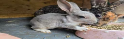 Rex rabbits for sale: Mini Rex and DwarfxRex - Advert 5