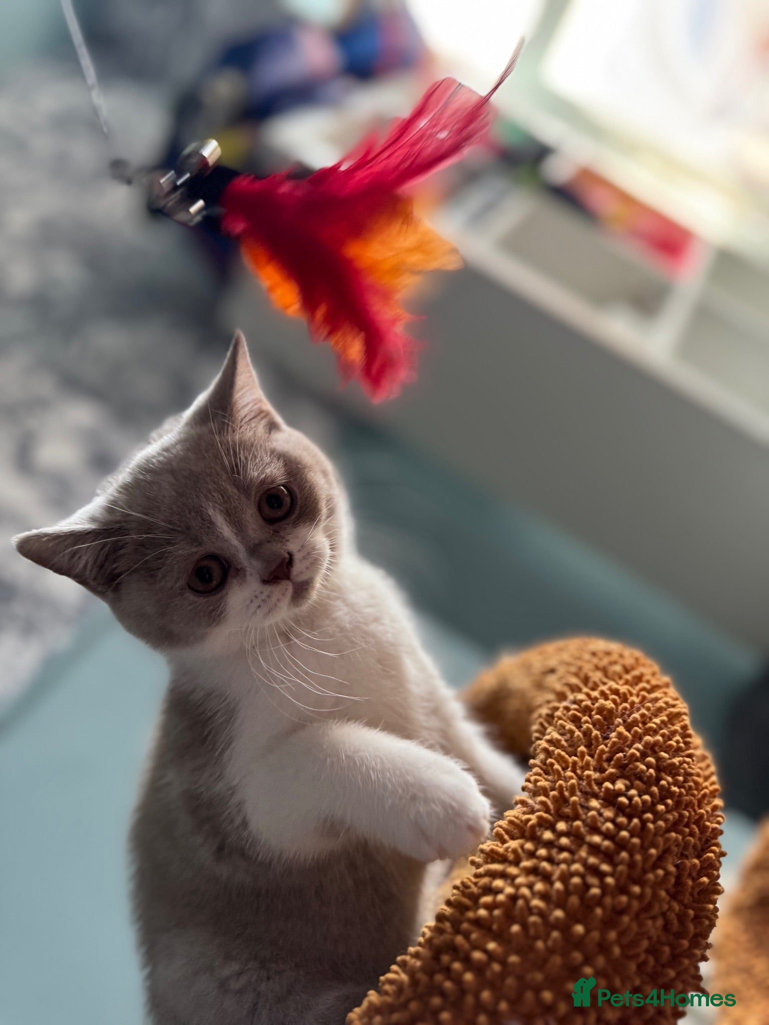 British Shorthair cats 🐾British Shorthair Kittens GCCF Registered🐾 - Advert 1