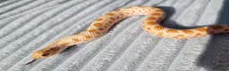 Snake reptiles for sale:  Western hognose snakes from £120 & Leachie gecko - Advert 5