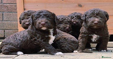 Mixed Breed dogs - Advert 8
