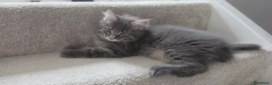 Maine Coon 3