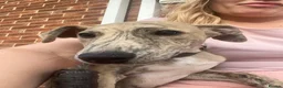 Mixed Breed dogs for sale: Saluki whippet grayhound  - Advert 2