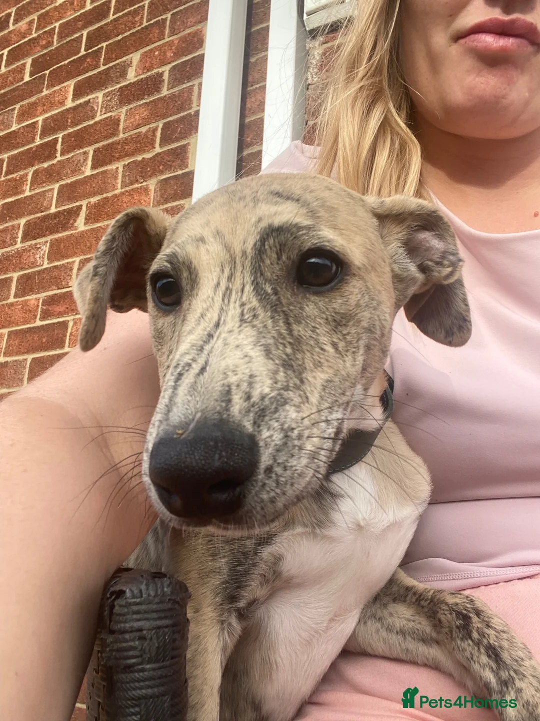 Mixed Breed dogs for sale: Saluki whippet grayhound  - Advert 2