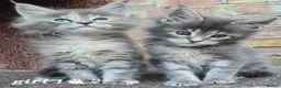 Maine Coon cats for sale: Pedigree tica mainecoon kittens - Advert 29