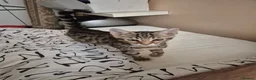 Mixed Breed cats for sale: Cute tabby kitten - Advert 13