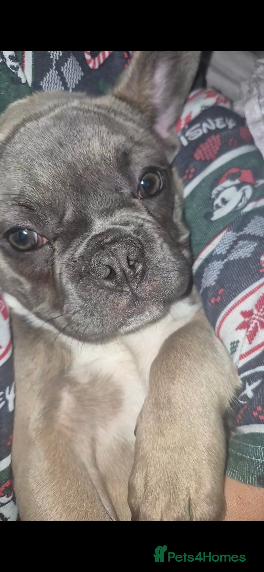 French Bulldog dogs for sale: French Bulldog Puppy - Advert 3