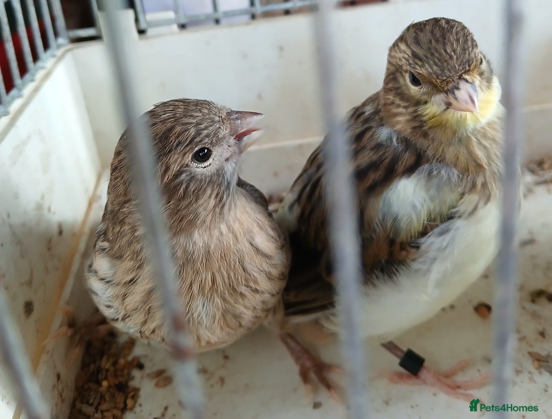 Canaries birds for sale: Canaries x5 Canaries  - Image 13
