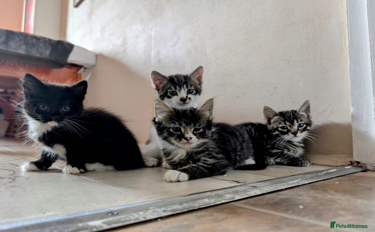 Mixed Breed cats - Advert 6