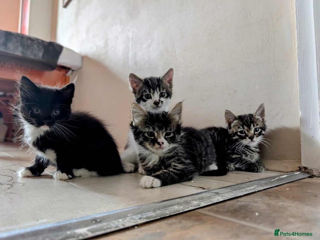 Mixed Breed cats for sale: adorable kittens for sale - Image 1