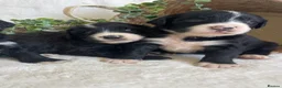 Bernedoodle dogs for sale: STUNNING BERNEDOODLES - Advert 9