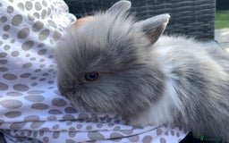 Lionhead rabbits for sale: 7 Beautiful double mane Lionhead Bunnies  - Image 19