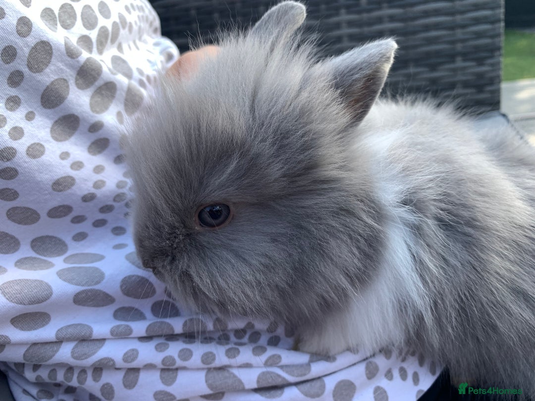 Lionhead rabbits for sale: 7 Beautiful double mane Lionhead Bunnies  - Image 19
