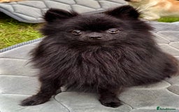 Pomeranian dogs for adoption: Charlie’s Story – The Tiny Dog With a Giant Heart - Image 2